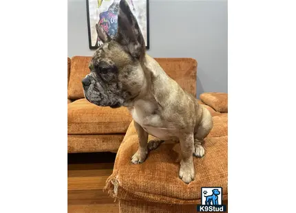 a french bulldog dog sitting on a couch